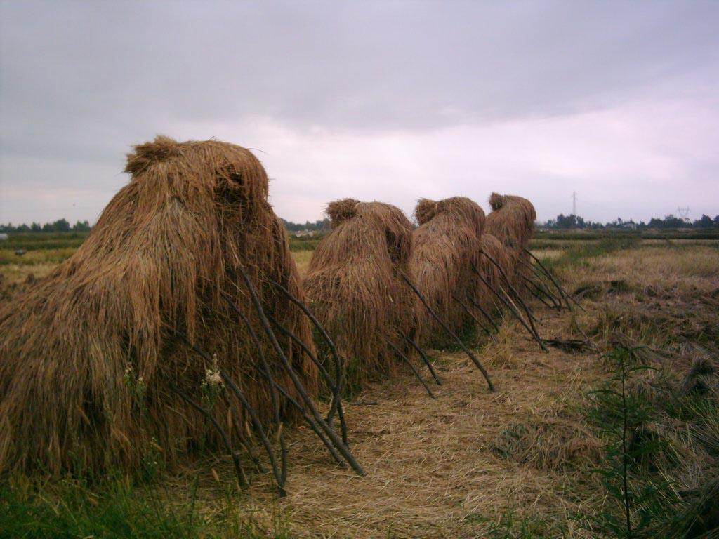 دپو برنج فجر در استان گیلان